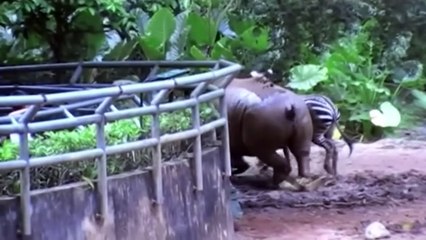 Zebras Are More Powerful Than Horses !!