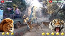 Lion VS Tiger Real Fight 2021 - Tiger VS Lion - Tough Creatures