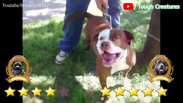 Pitbull VS Rottweiler Real Fight 2021 Rottweiler VS Pitbull Real Fight Tough Creatures