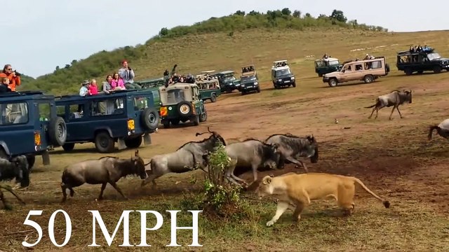 This is Why Lions Hunt Baboons