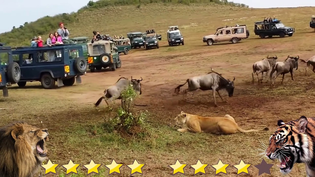 Lion VS Tiger Real Fight 2021 - Tough Creatures [Ep. 3]