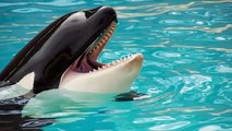 This is Why Orcas Are Known as Killer Whales