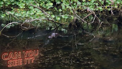 Top Moments Big Cats Facing Crocodiles