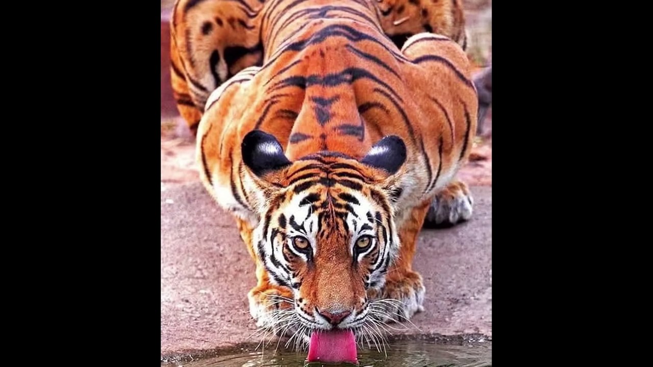 Lion VS Tiger Real Fight - Tough Creatures [Ep. 4]