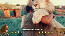 Tiger VS Lion Real Fight 2023 - Tough Creatures