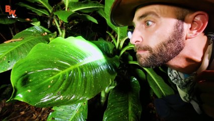 Incredible Invisible Frog!