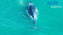 Humpback calf freed after being tangled off Newcastle coastline