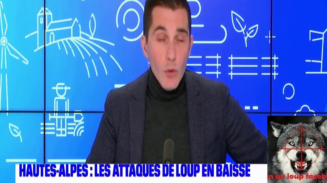 les attaques de loup en baisse cette année