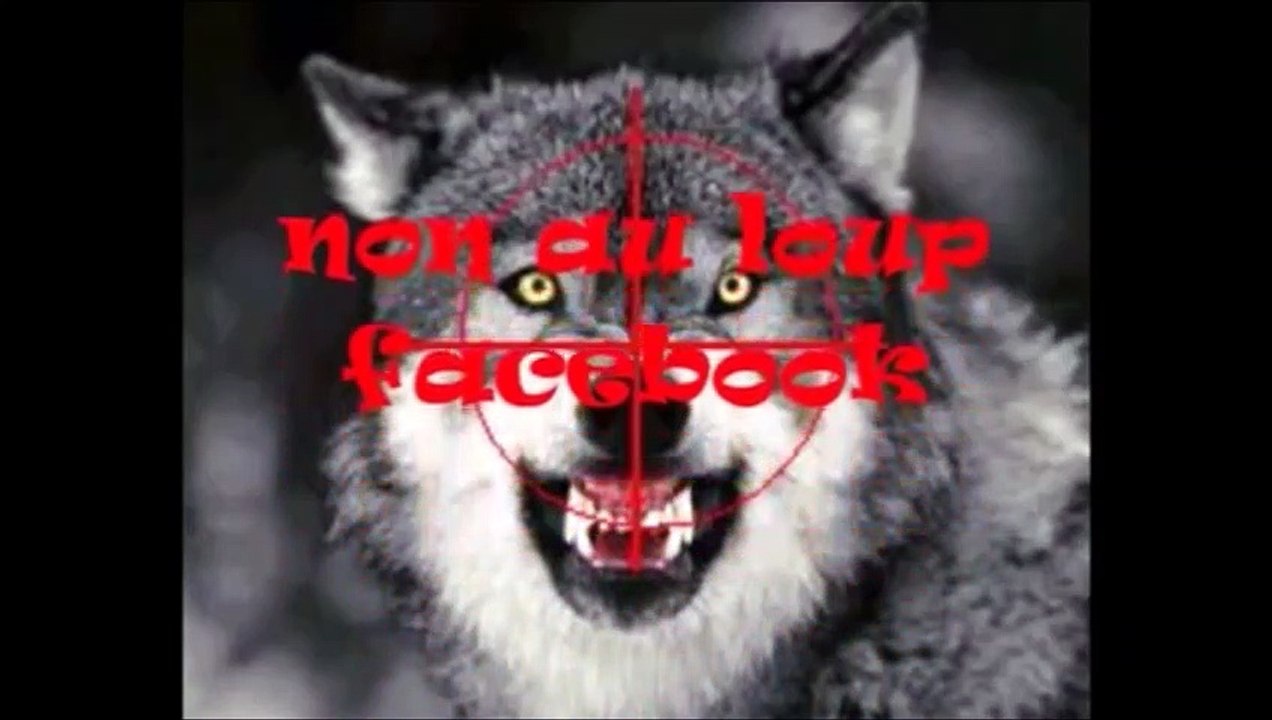 Des loups filmés dans le jardin d'une maison