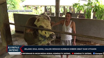Jelang Idul Adha , Calon Hewan Kurban Diberi Obat dan Vitamin