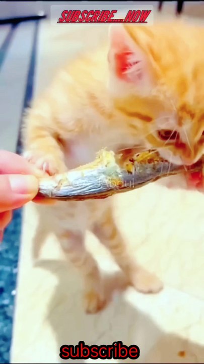 Cat's video funny video