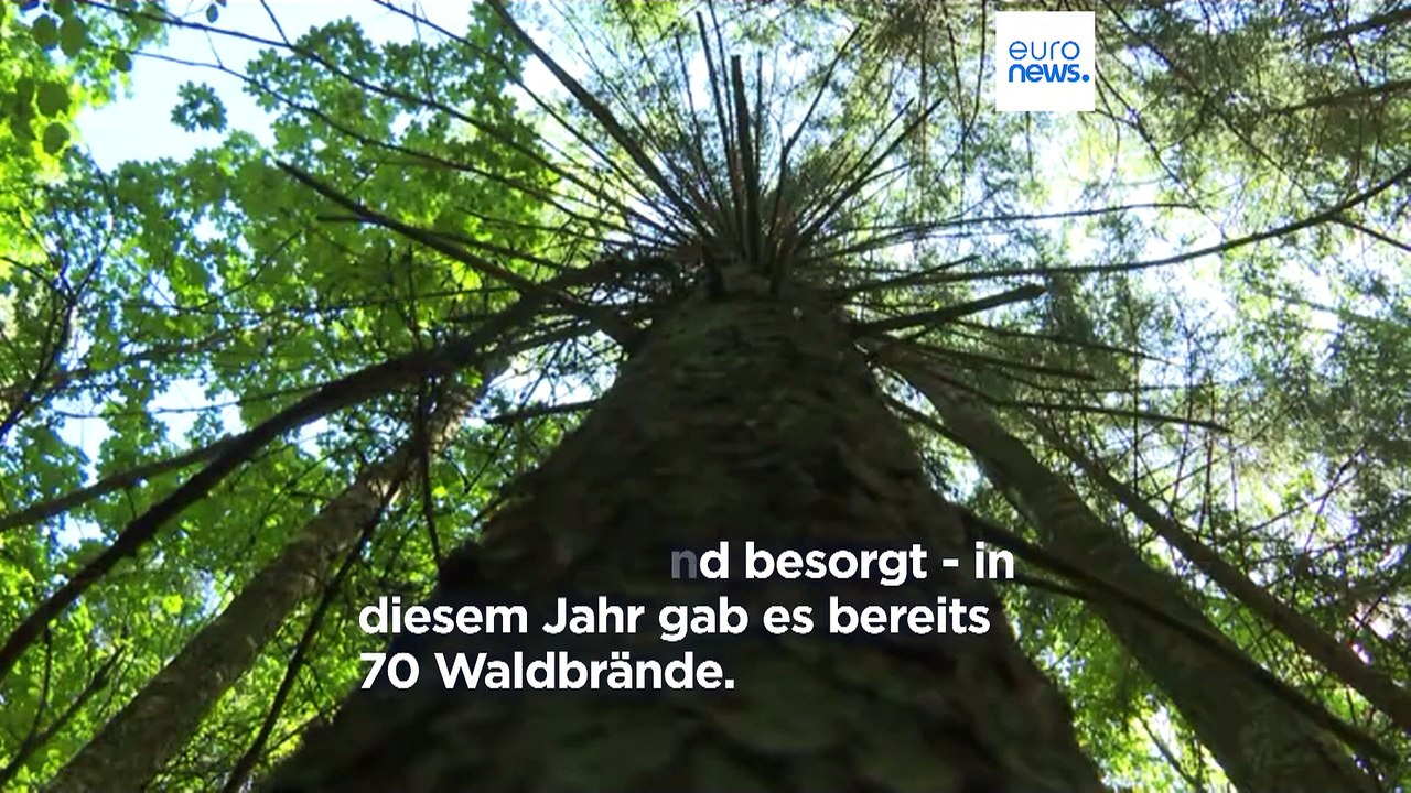 Dürre bedroht Ernten und Wälder: Höchste Warnstufe in Litauen und Polen