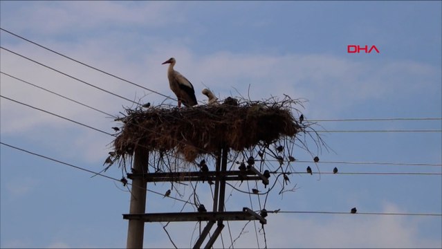 Bu elektrik direği, 15 yıldır leyleklere yuva oluyor
