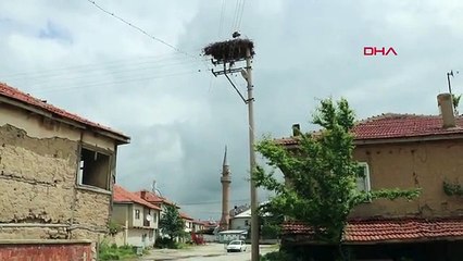 Le poteau électrique en béton de Sandıklı abrite des cigognes depuis 15 ans