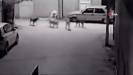 Adana'da Sokak Köpeklerinin Kediyi Parçaladığı Anlar Kamerada