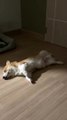 Sleeping Corgi Has Floppy Paws