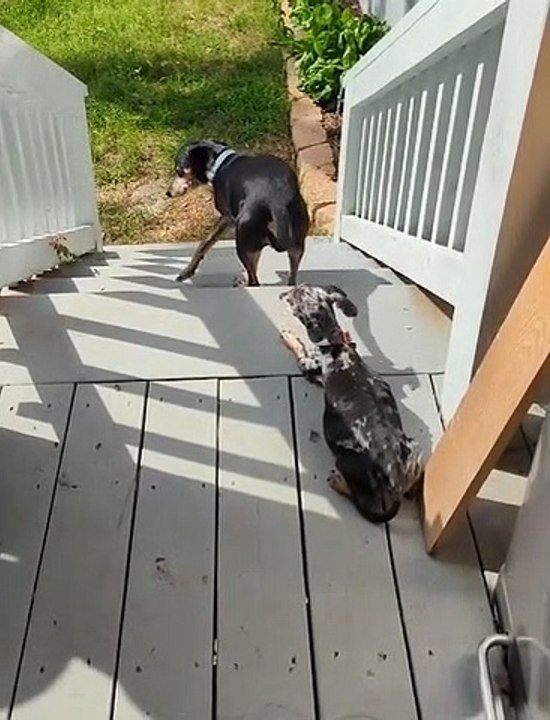 Dog Goes Up Stairs Backwards video Dailymotion