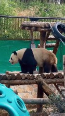 When you laeving company after work be like Panda Meng Lan