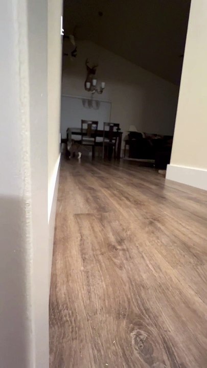 Sneaky Cat Slides To Corner