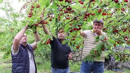 L'électricien Mustafa Güngör obtient 7 tonnes de produit par an du verger de cerisiers qu'il a créé avec le soutien de l'État