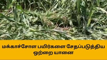 மக்காச்சோள பயிர்களை சேதப்படுத்திய ஒற்றை காட்டு யானை!