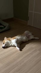 Sleeping Corgi Has Floppy Paws
