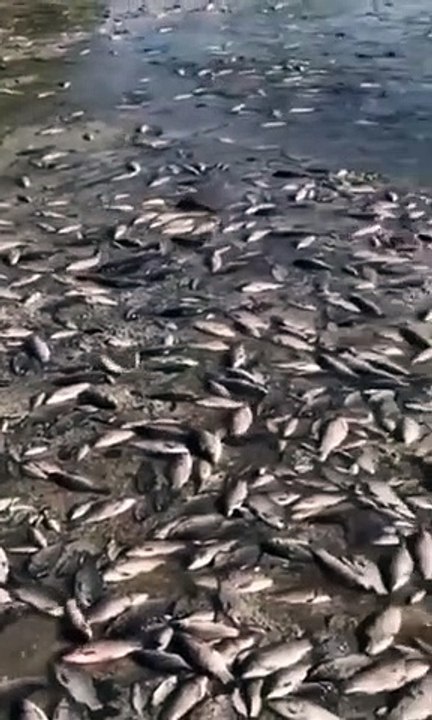 peixes encalhados dnipro