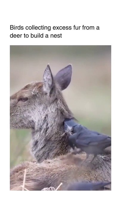 The birds are taking hair from the deer body