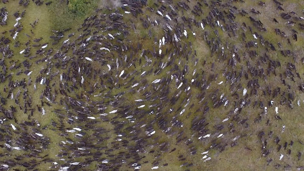 Mesmerizing Reindeer Herd | Wild-ish TV