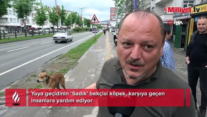 Yaya geçidinin ‘Sadık’ bekçisi köpek, karşıya geçen insanlara yardım ediyor