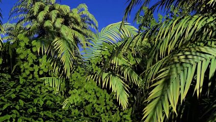 L'acidification des océans