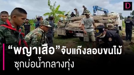 "พญาเสือ" จับแก๊งลอบขนไม้พะยูง เครือข่าย "มู่หลาน" ซุกบ่อน้ำกลางทุ่ง | HOTSHOT เดลินิวส์ 07/06/66