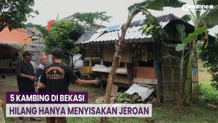 Ngeri, 5 Kambing Hilang Hanya Menyisakan Jeroan di Dalam Kandangnya