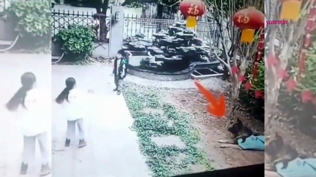 Köpek, hareketiyle görenleri hayreti görenleri hayrete düşürdü! Havuza düşen topu...