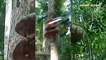 Dünyanın en ağır yılanları arasında olan, Pitonun ağaca tırmanış hızı şaşırttı