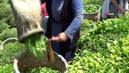 La première récolte de thé a commencé à Ordu, le pays de la noisette