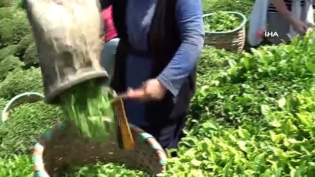 La première récolte de thé a commencé à Ordu, le pays de la noisette