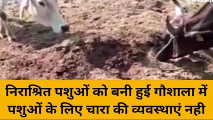 बदायूं: निराश्रित पशुओं को बनी हुई गौशाला, देखिए अव्यवस्थाएं