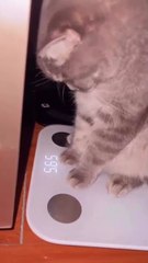 cat Cutest thing you'll see today