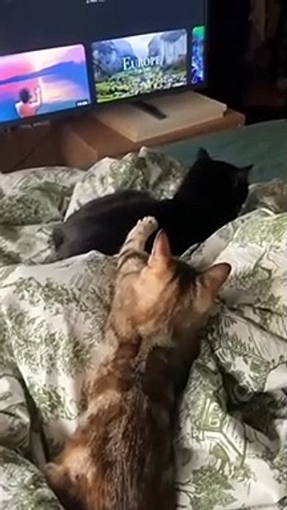 cat Cutest thing you'll see today