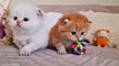These three gentle Antidepressants you should be taking ASAP!  Cute kittens