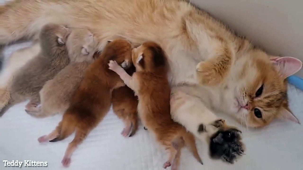 Third day after birth _  The happiest cat in the world and her kittens