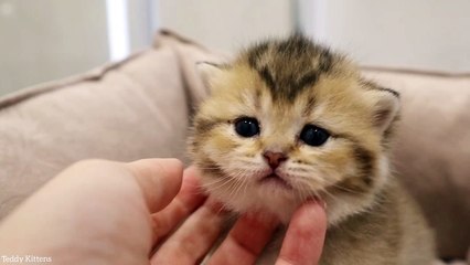 This Kitten will Steal your Heart Forever