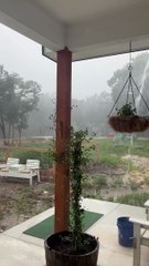 Une tempête sauvage au Texas renverse Oak