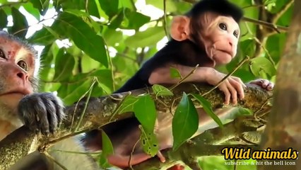 Cheetah souls tremble after seeing what happened after this.