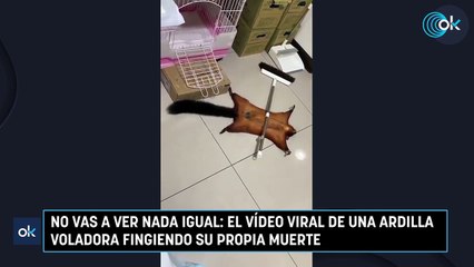 No vas a ver nada igual: el vídeo viral de una ardilla voladora fingiendo su propia muerte