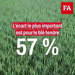 Agriculture biologique : les rendements des grandes cultures