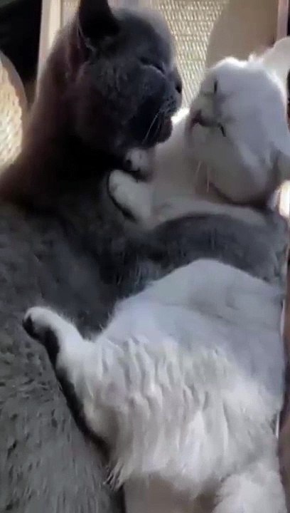 Cats love