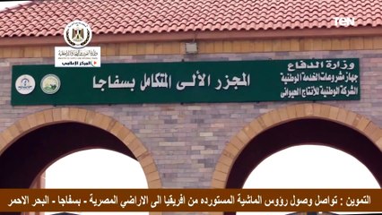 التموين تواصل وصول رؤوس الماشية المستورده من افريقيا الى الاراضي المصرية .. بسفاجا.. البحر الاحمر