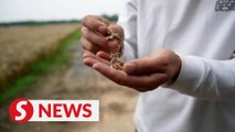 China’s wheat farmers reel from heavy rains, crop loss